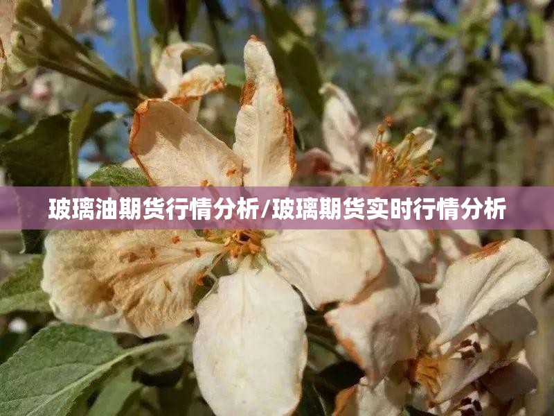 玻璃油期货行情分析/玻璃期货实时行情分析 玻璃油期货行情分析/玻璃期货实时行情分析