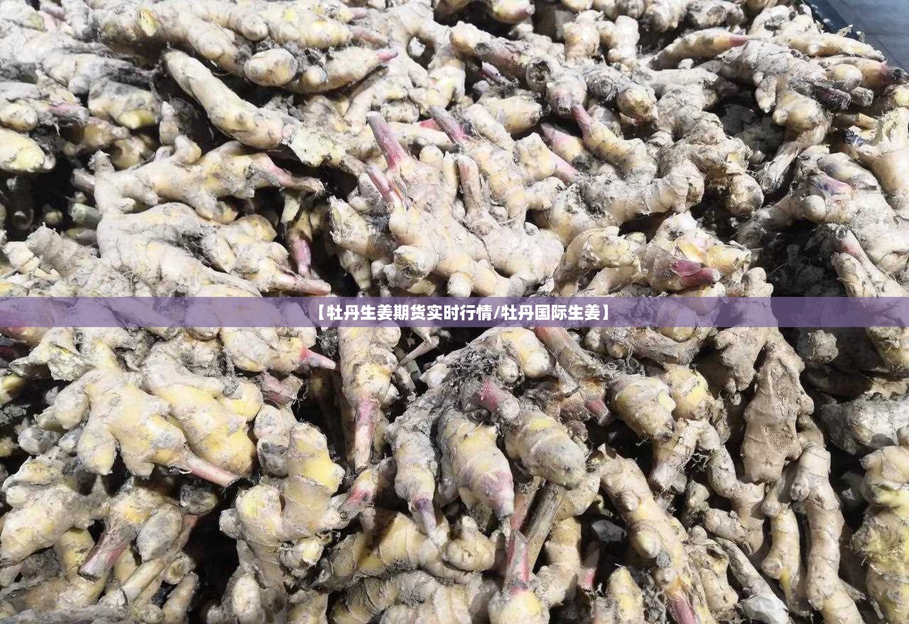 【牡丹生姜期货实时行情/牡丹国际生姜】 【牡丹生姜期货实时行情/牡丹国际生姜】