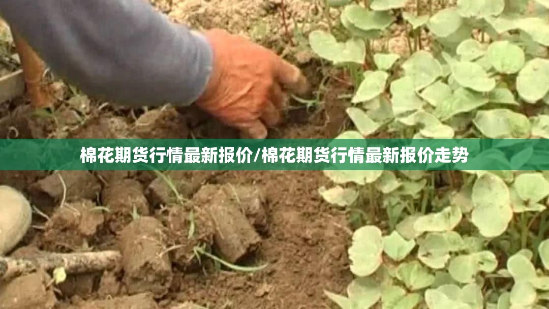 棉花期货行情最新报价/棉花期货行情最新报价走势 棉花期货行情最新报价/棉花期货行情最新报价走势