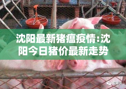 沈阳最新猪瘟疫情:沈阳今日猪价最新走势价格 沈阳最新猪瘟疫情:沈阳今日猪价最新走势价格