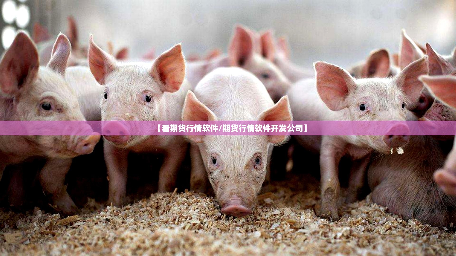 【看期货行情软件/期货行情软件开发公司】