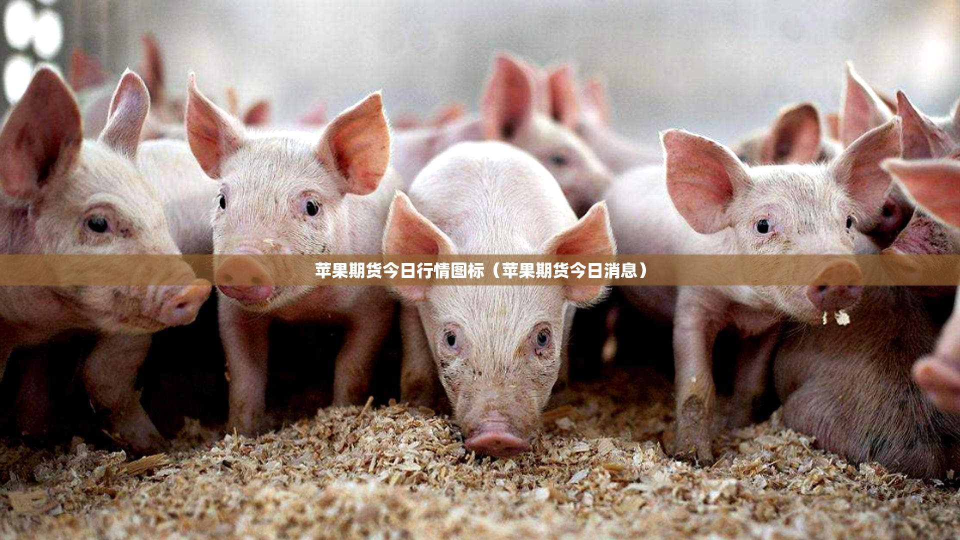 苹果期货今日行情图标(苹果期货今日消息) 苹果期货今日行情图标(苹果期货今日消息)