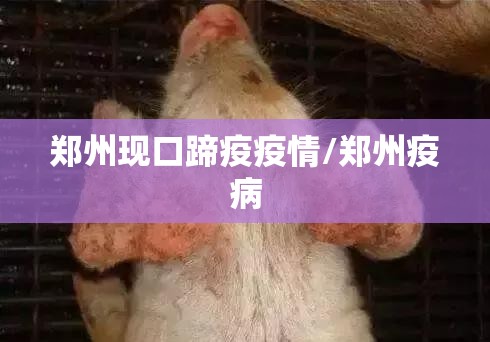 郑州现口蹄疫疫情/郑州疫病 郑州现口蹄疫疫情/郑州疫病