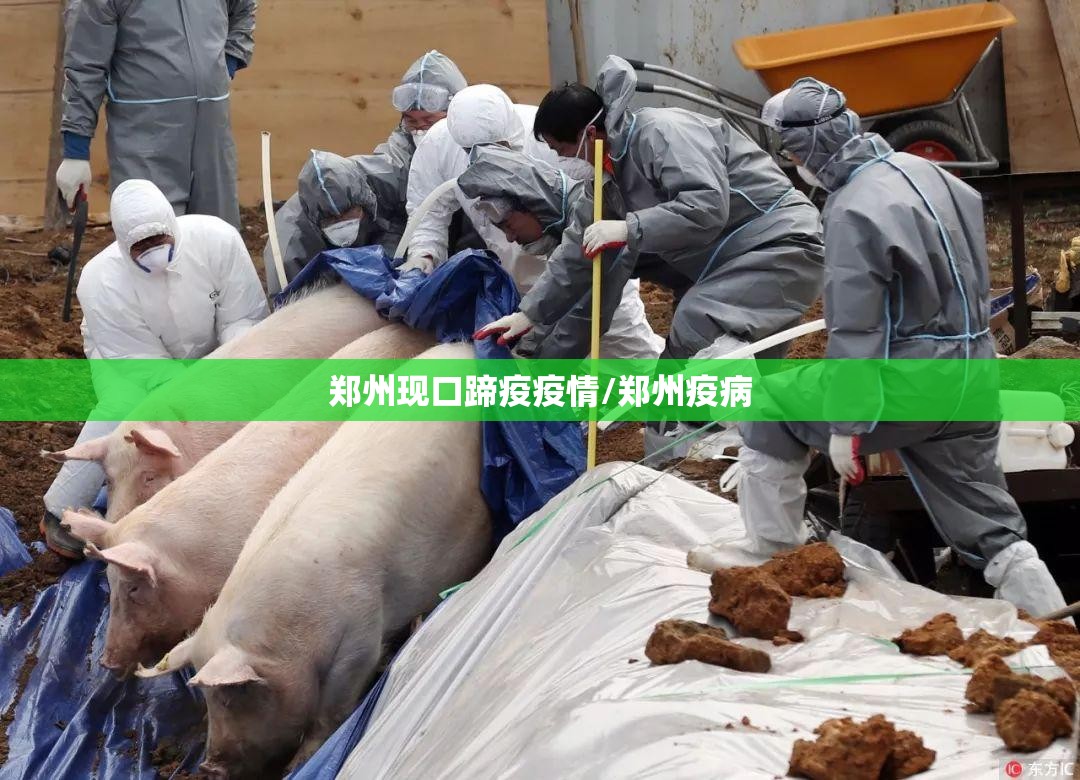 郑州现口蹄疫疫情/郑州疫病 郑州现口蹄疫疫情/郑州疫病