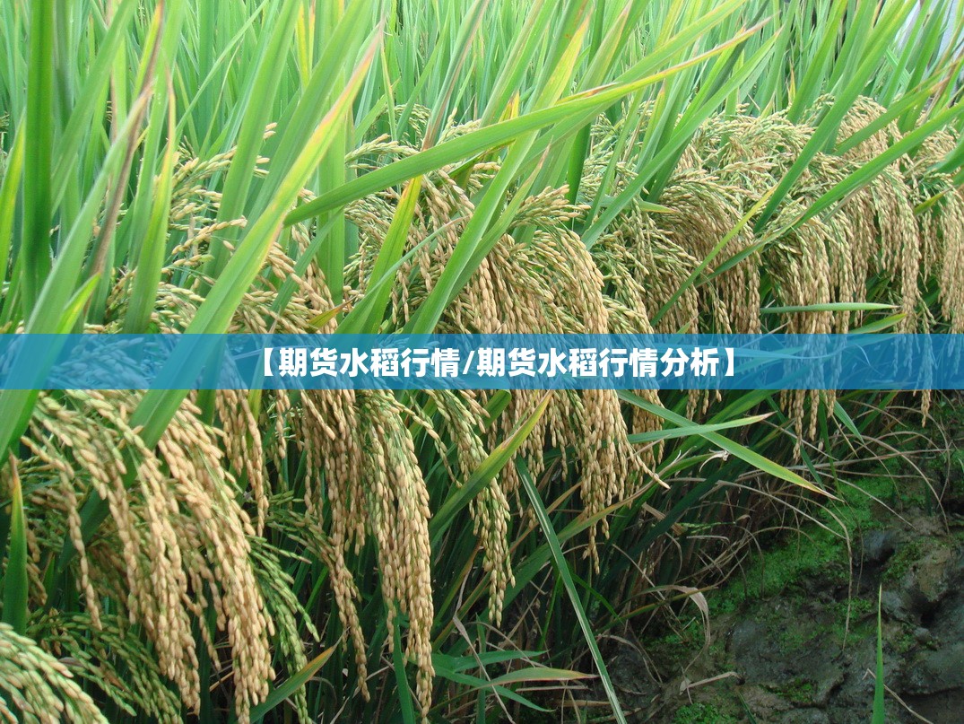 【期货水稻行情/期货水稻行情分析】