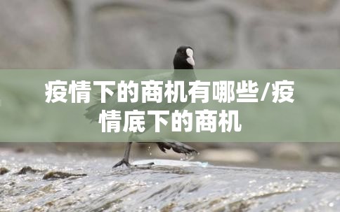 疫情下的商机有哪些/疫情底下的商机 疫情下的商机有哪些/疫情底下的商机