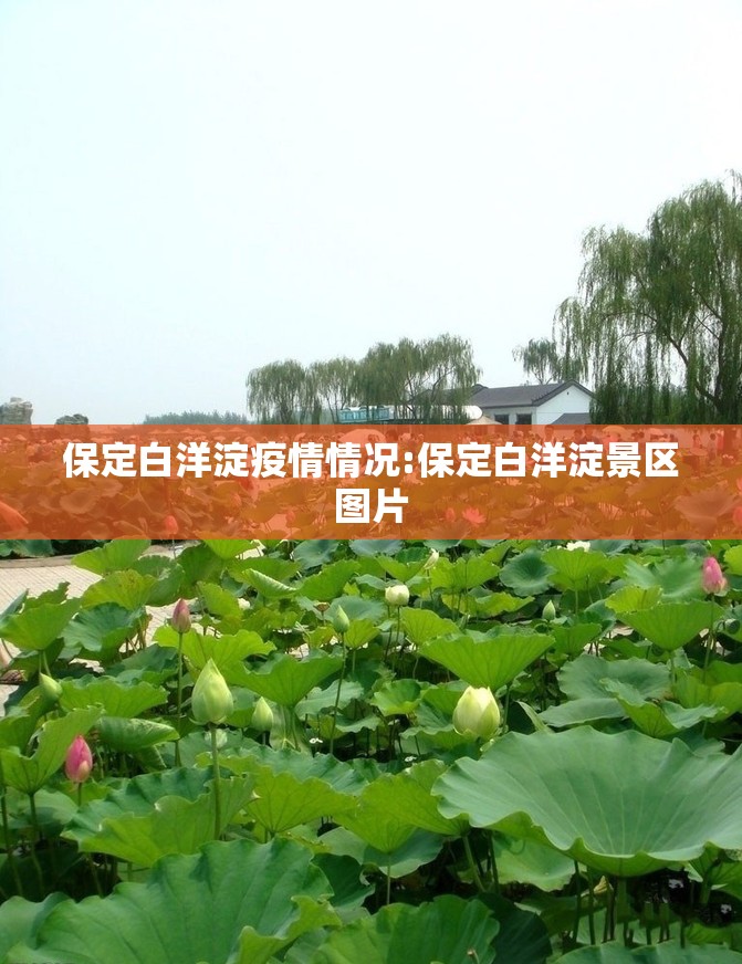 保定白洋淀疫情情况:保定白洋淀景区图片