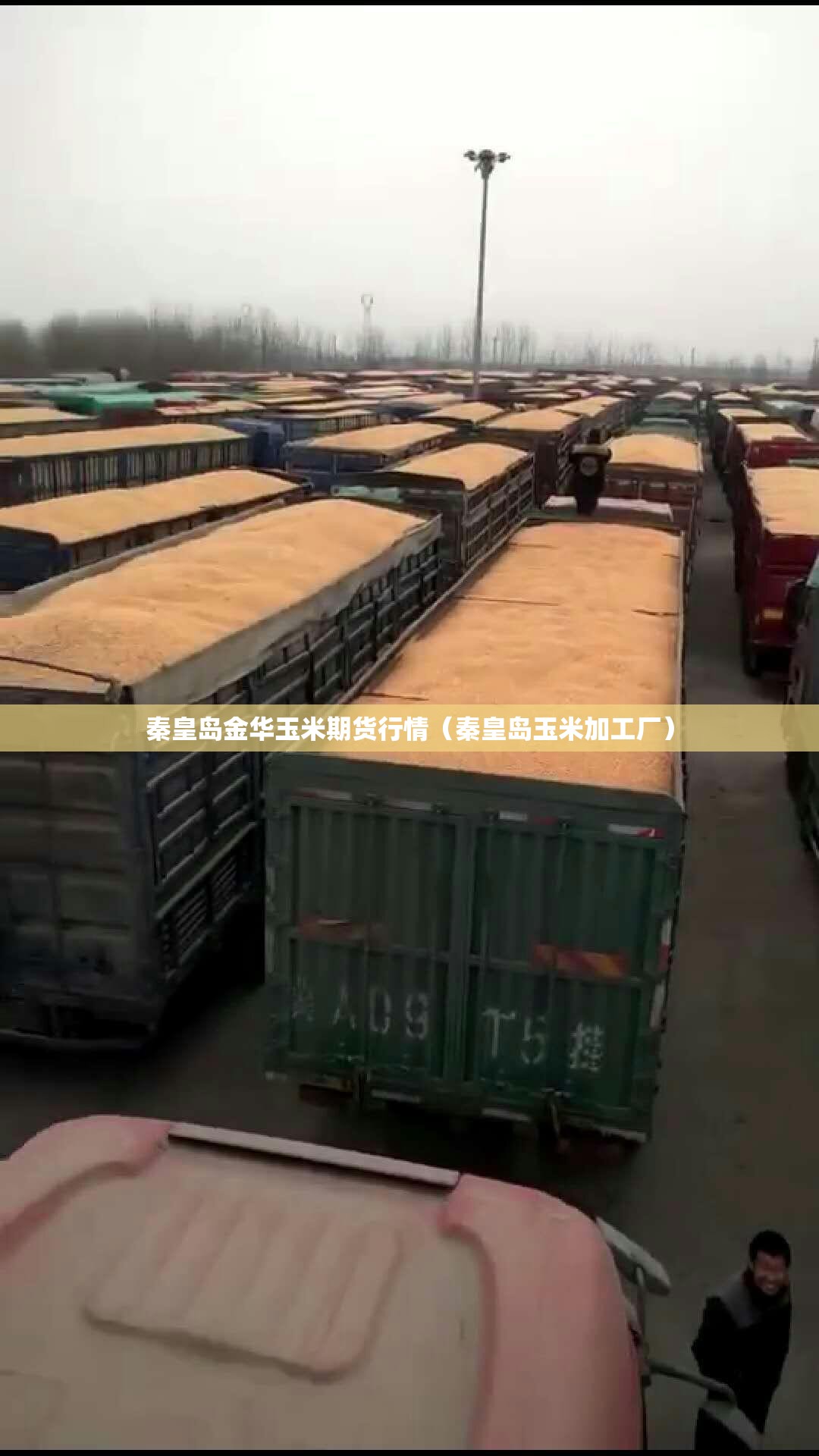 秦皇岛金华玉米期货行情（秦皇岛玉米加工厂）