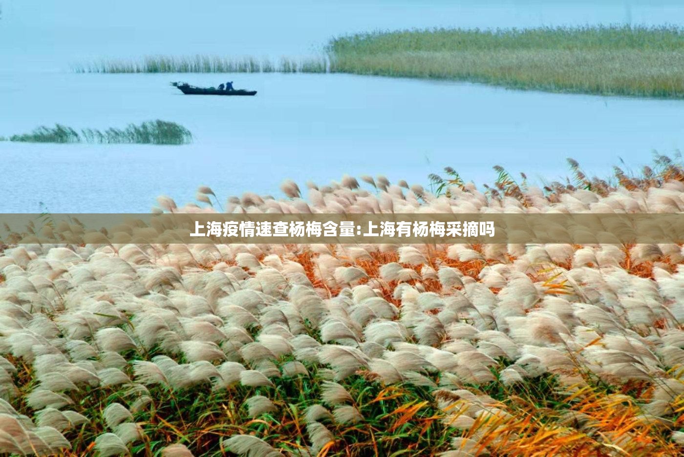 上海疫情速查杨梅含量:上海有杨梅采摘吗