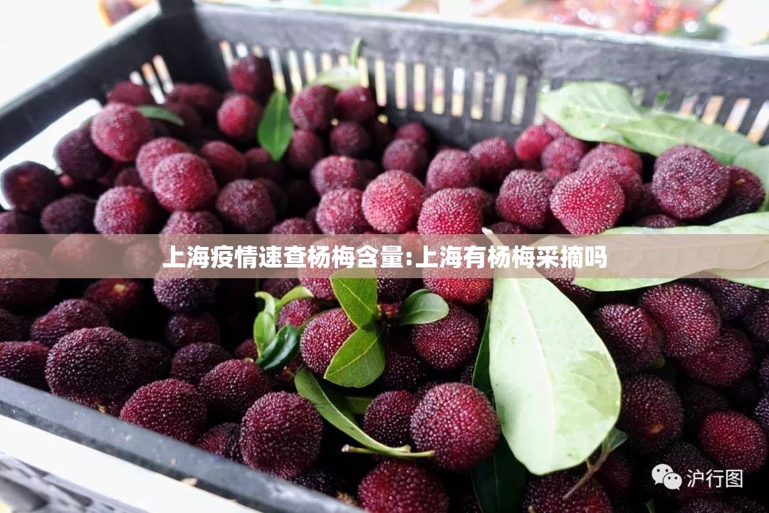上海疫情速查杨梅含量:上海有杨梅采摘吗