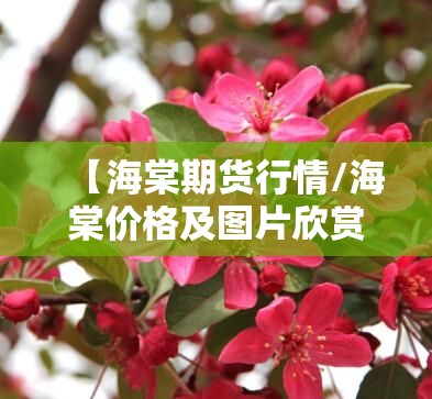 【海棠期货行情/海棠价格及图片欣赏】 【海棠期货行情/海棠价格及图片欣赏】