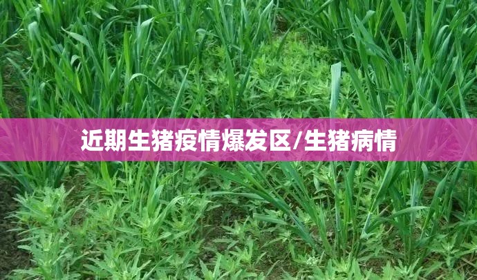 近期生猪疫情爆发区/生猪病情 近期生猪疫情爆发区/生猪病情
