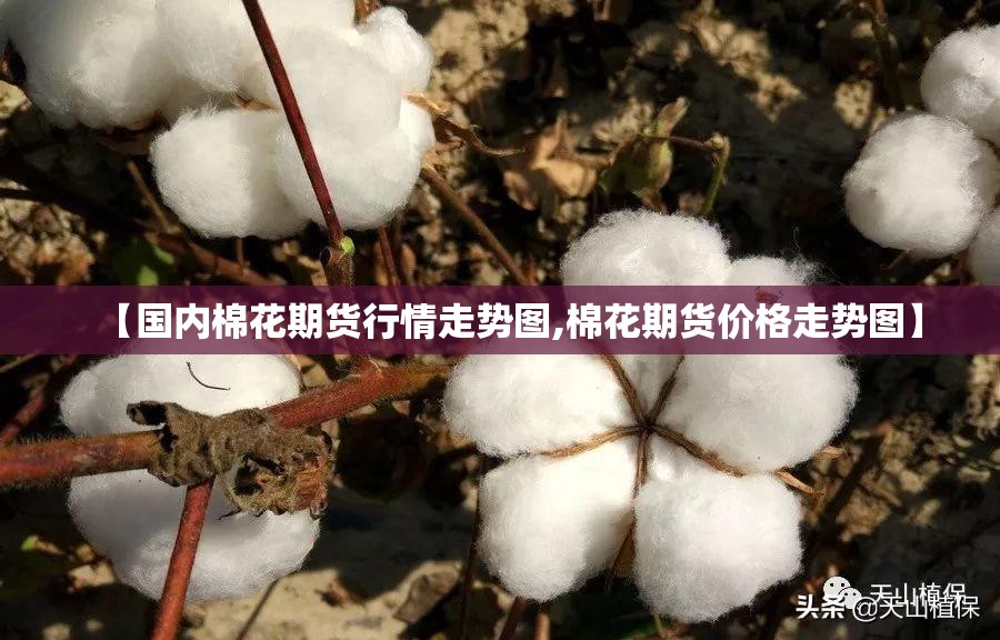 【国内棉花期货行情走势图,棉花期货价格走势图】
