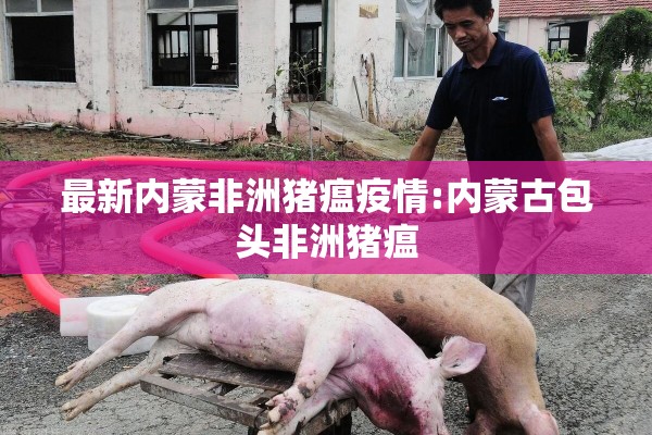 最新内蒙非洲猪瘟疫情:内蒙古包头非洲猪瘟