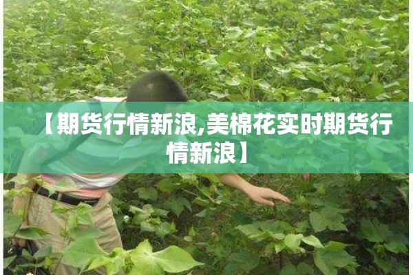 【期货行情新浪,美棉花实时期货行情新浪】