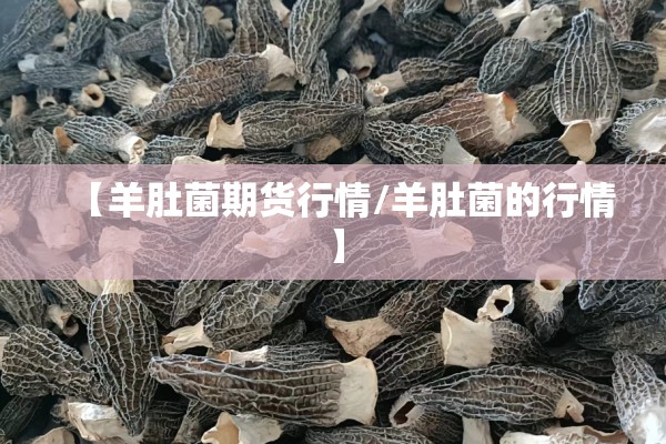 【羊肚菌期货行情/羊肚菌的行情】 【羊肚菌期货行情/羊肚菌的行情】
