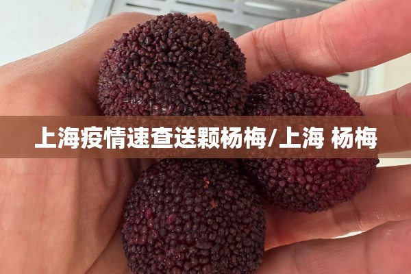 上海疫情速查送颗杨梅/上海 杨梅