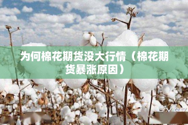 为何棉花期货没大行情（棉花期货暴涨原因）