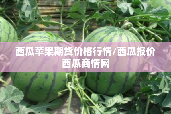 西瓜苹果期货价格行情/西瓜报价西瓜商情网