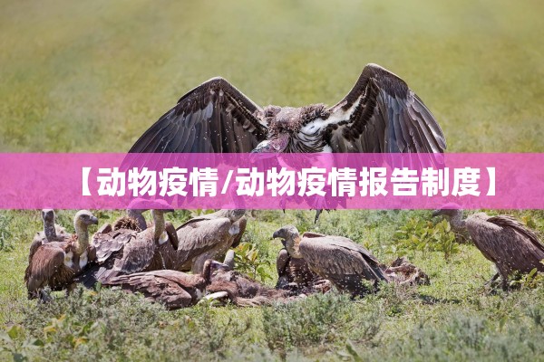 【动物疫情/动物疫情报告制度】 【动物疫情/动物疫情报告制度】