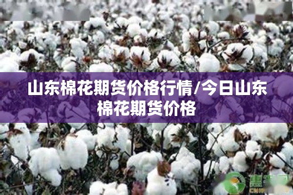 山东棉花期货价格行情/今日山东棉花期货价格 山东棉花期货价格行情/今日山东棉花期货价格