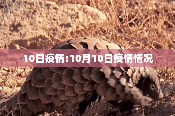 10日疫情:10月10日疫情情况