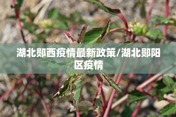 湖北郧西疫情最新政策/湖北郧阳区疫情