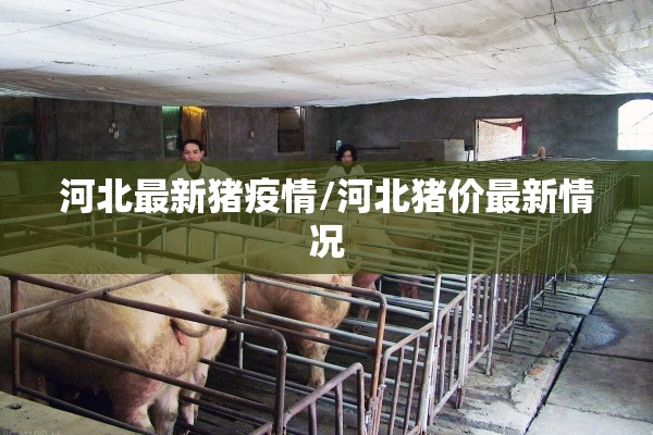 河北最新猪疫情/河北猪价最新情况