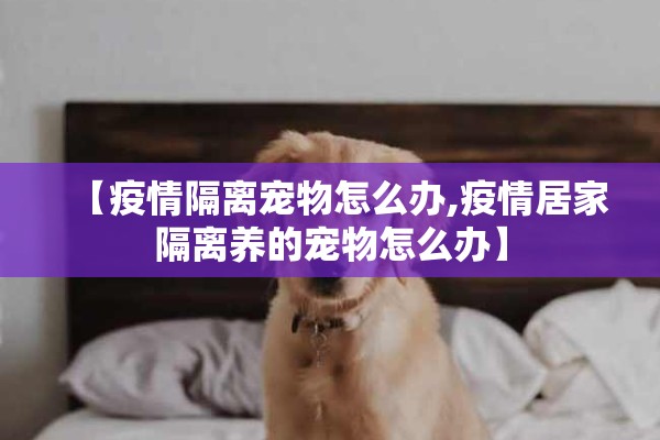 【疫情隔离宠物怎么办,疫情居家隔离养的宠物怎么办】