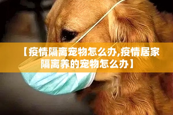 【疫情隔离宠物怎么办,疫情居家隔离养的宠物怎么办】
