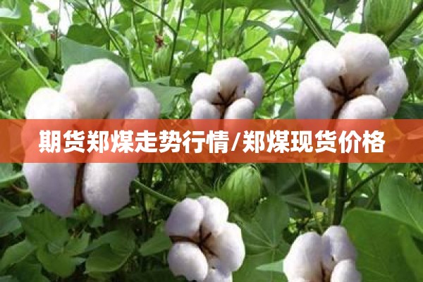 期货郑煤走势行情/郑煤现货价格