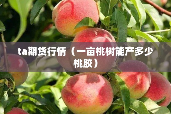 ta期货行情(一亩桃树能产多少桃胶) ta期货行情(一亩桃树能产多少桃胶)
