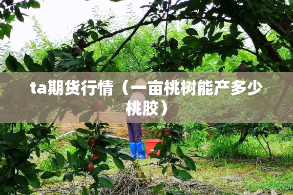 ta期货行情(一亩桃树能产多少桃胶) ta期货行情(一亩桃树能产多少桃胶)