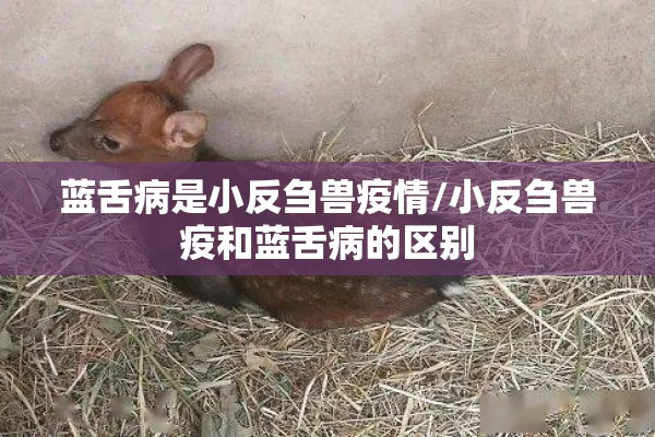 蓝舌病是小反刍兽疫情/小反刍兽疫和蓝舌病的区别