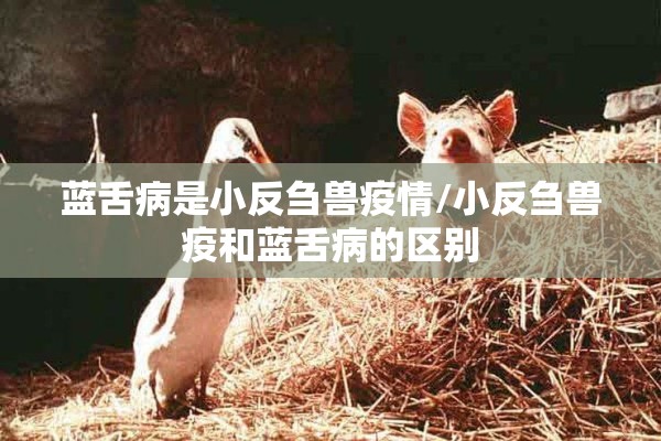 蓝舌病是小反刍兽疫情/小反刍兽疫和蓝舌病的区别