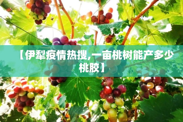【伊犁疫情热搜,一亩桃树能产多少桃胶】