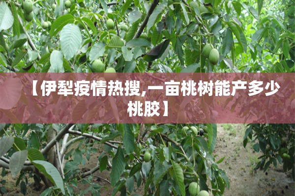 【伊犁疫情热搜,一亩桃树能产多少桃胶】