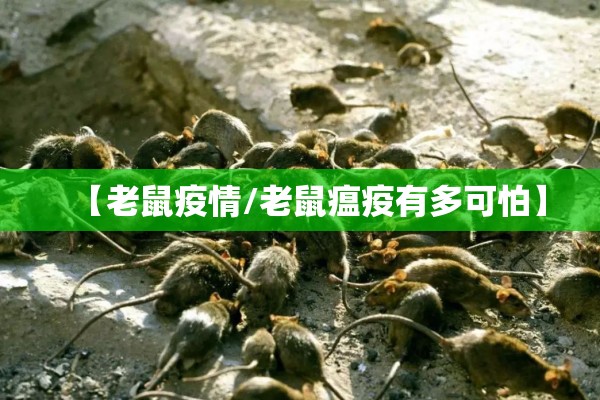 【老鼠疫情/老鼠瘟疫有多可怕】