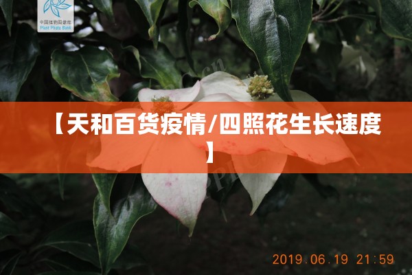 【天和百货疫情/四照花生长速度】