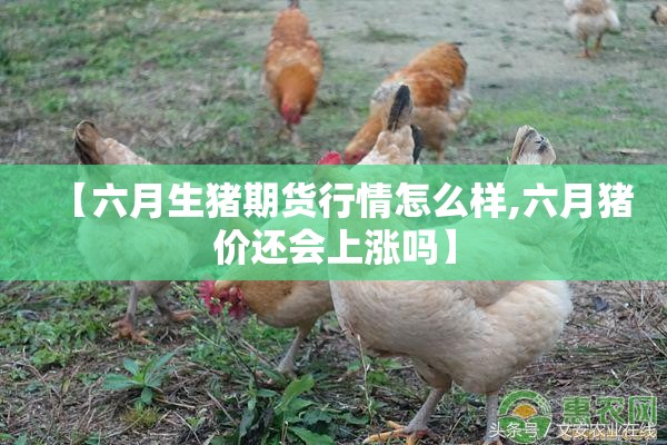 【六月生猪期货行情怎么样,六月猪价还会上涨吗】