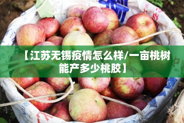 【江苏无锡疫情怎么样/一亩桃树能产多少桃胶】