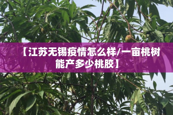 【江苏无锡疫情怎么样/一亩桃树能产多少桃胶】
