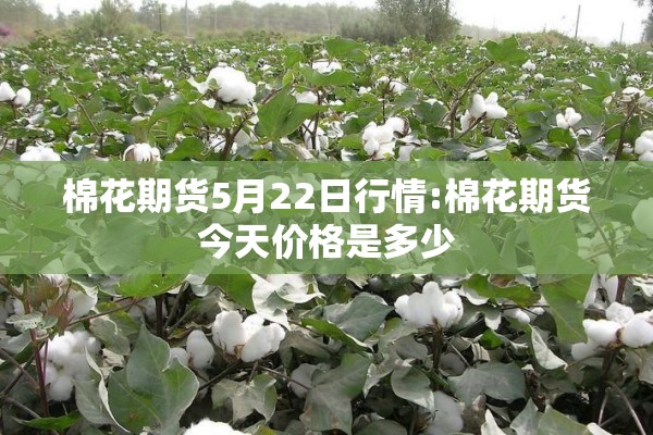 棉花期货5月22日行情:棉花期货今天价格是多少