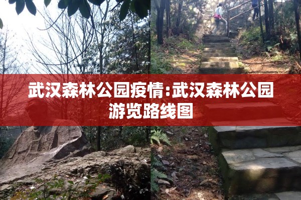 武汉森林公园疫情:武汉森林公园游览路线图