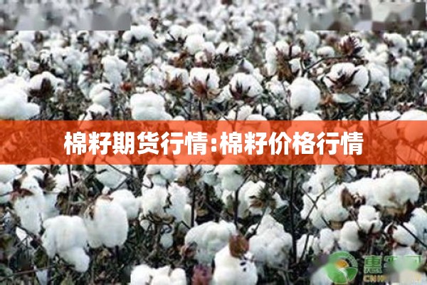 棉籽期货行情:棉籽价格行情 棉籽期货行情:棉籽价格行情