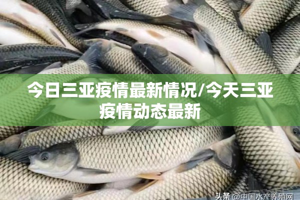 今日三亚疫情最新情况/今天三亚疫情动态最新 今日三亚疫情最新情况/今天三亚疫情动态最新