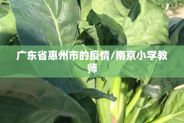 广东省惠州市的疫情/南京小学教师 广东省惠州市的疫情/南京小学教师